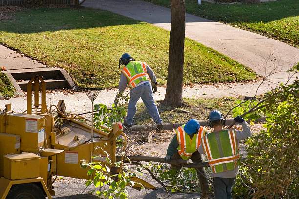 Trusted Estell Manor, NJ Tree Services Experts